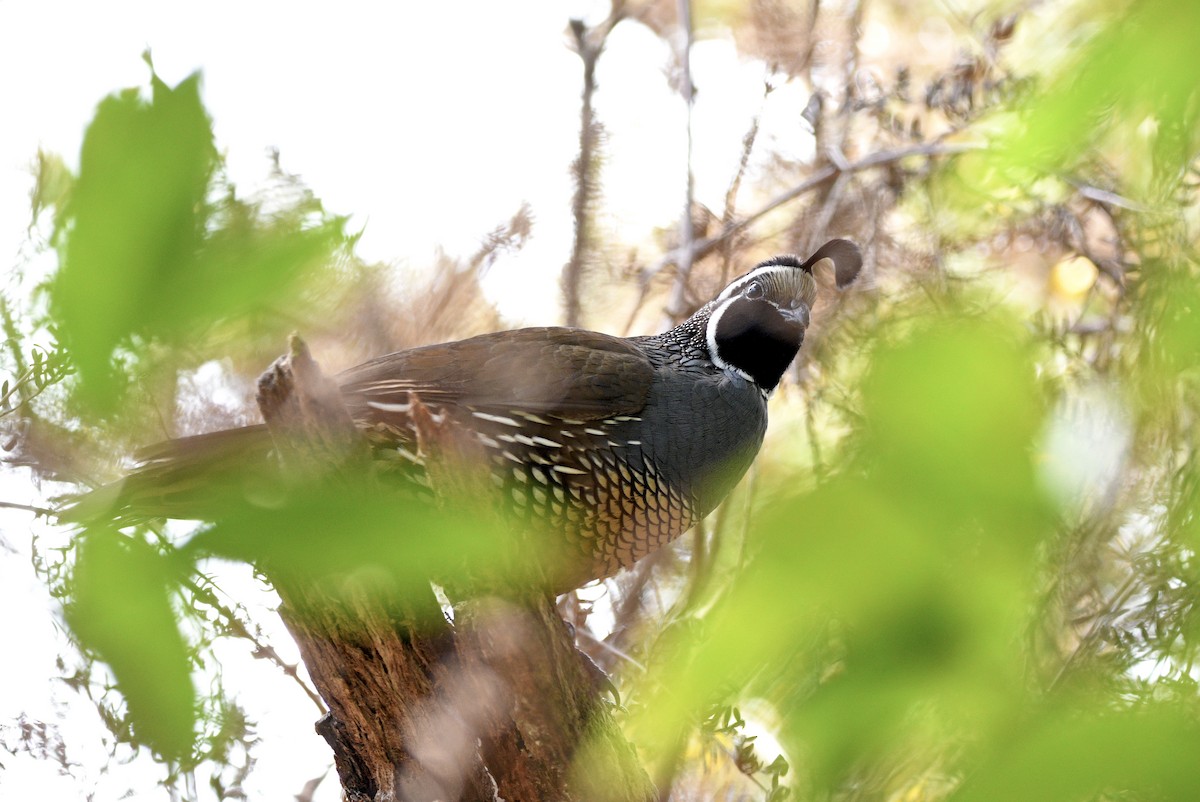 California Quail - ML644421405