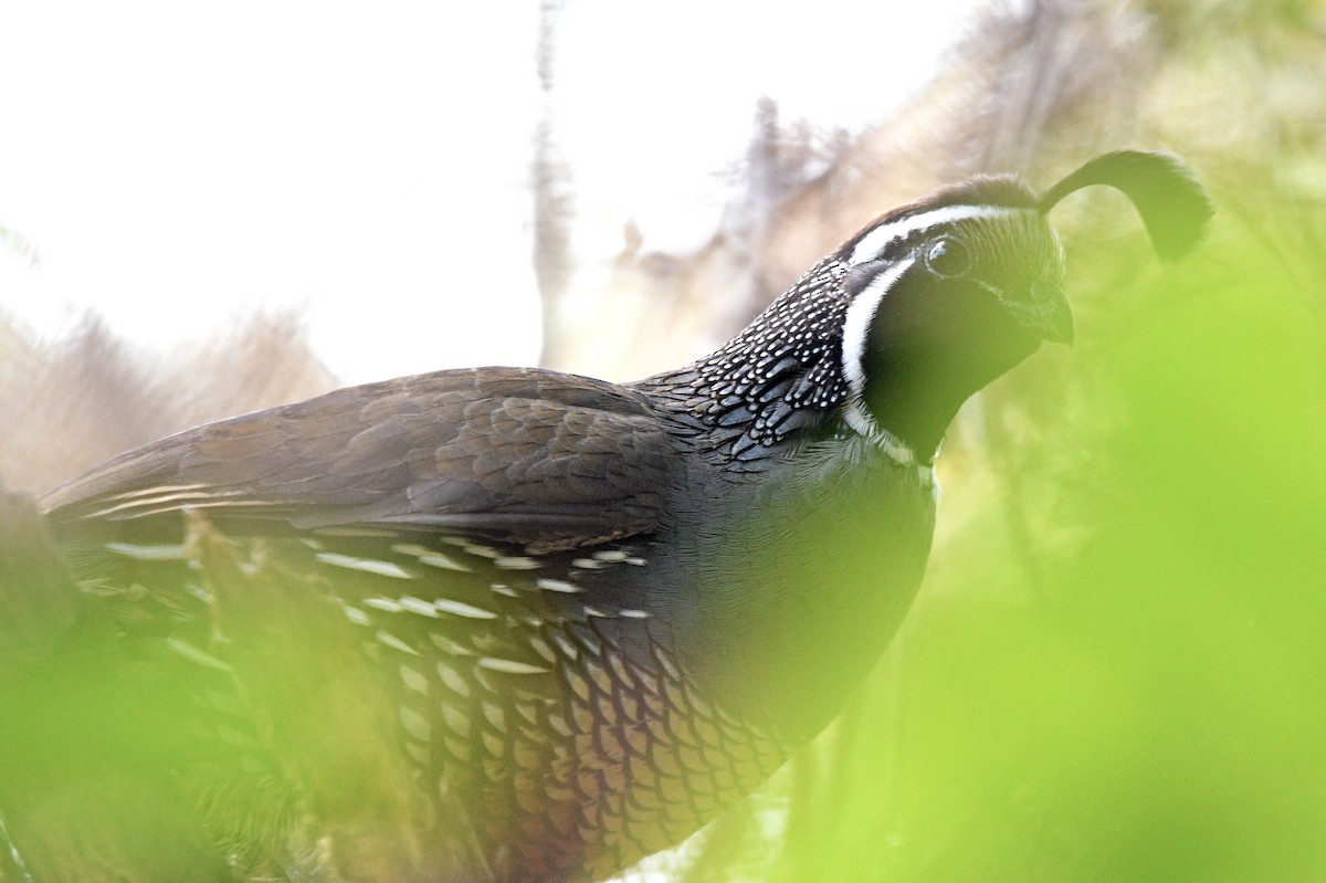 California Quail - ML644421410