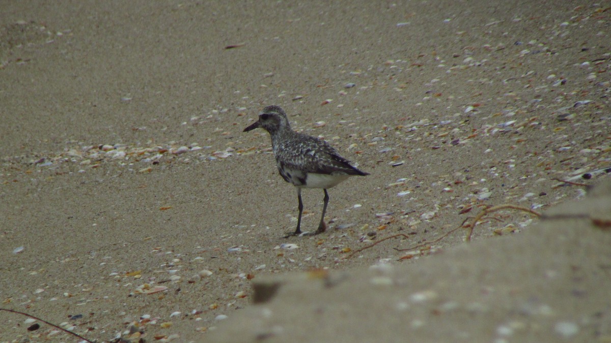 Буурал сүвээ цагаан - ML644421416