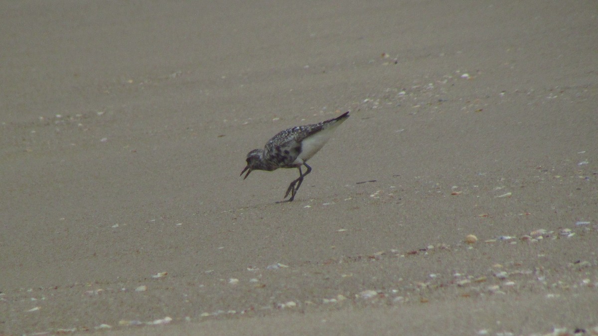 Буурал сүвээ цагаан - ML644421417