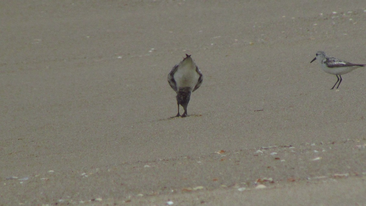 Буурал сүвээ цагаан - ML644421418