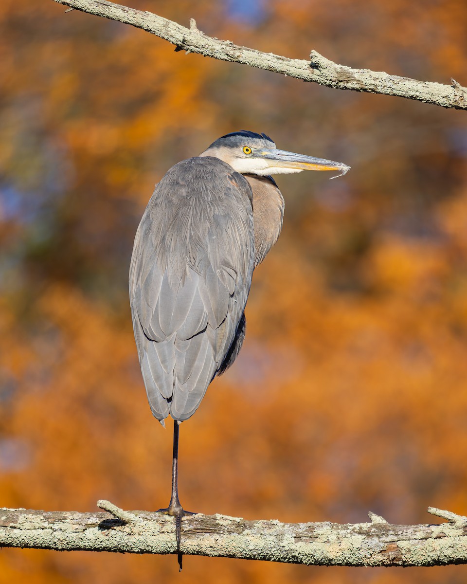 Great Blue Heron - ML644421419