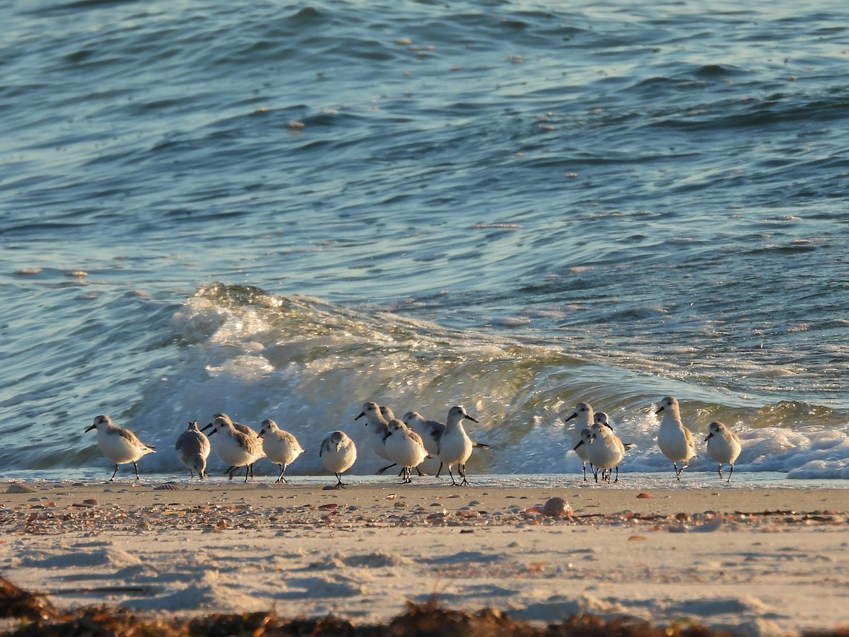 Sanderling - ML644421427