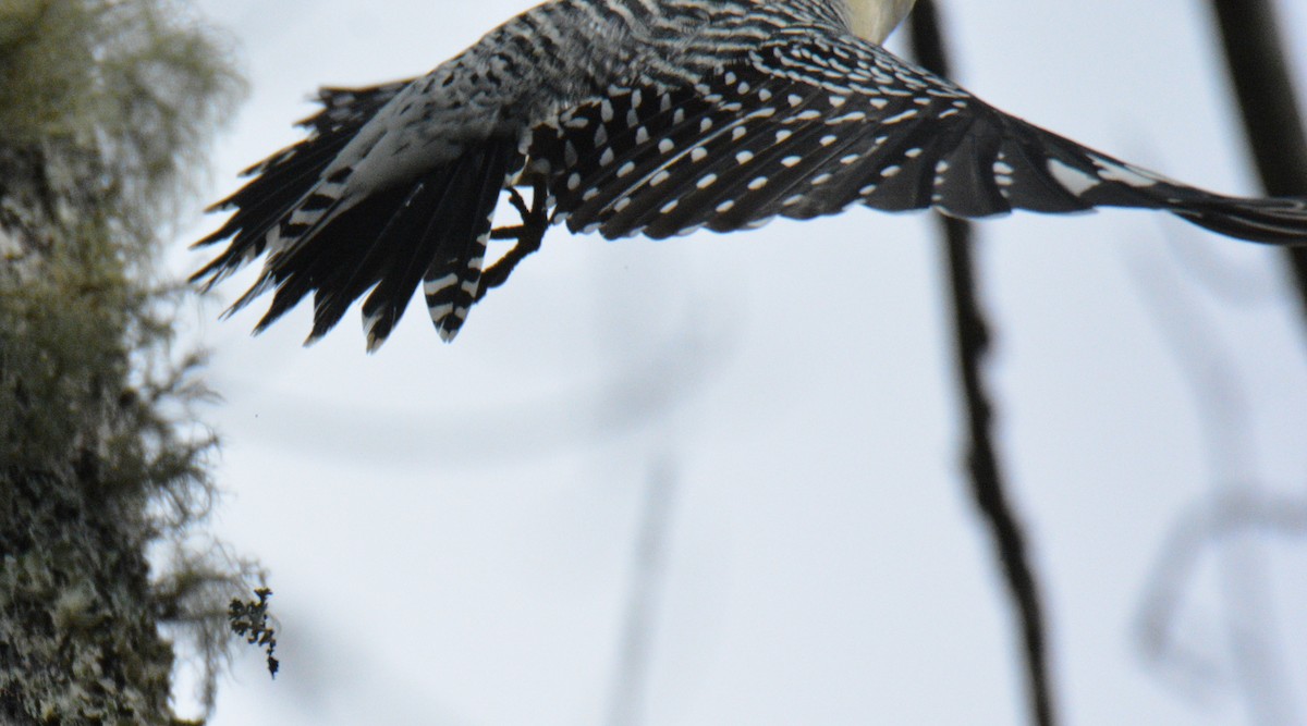 Red-bellied Woodpecker - ML644421429