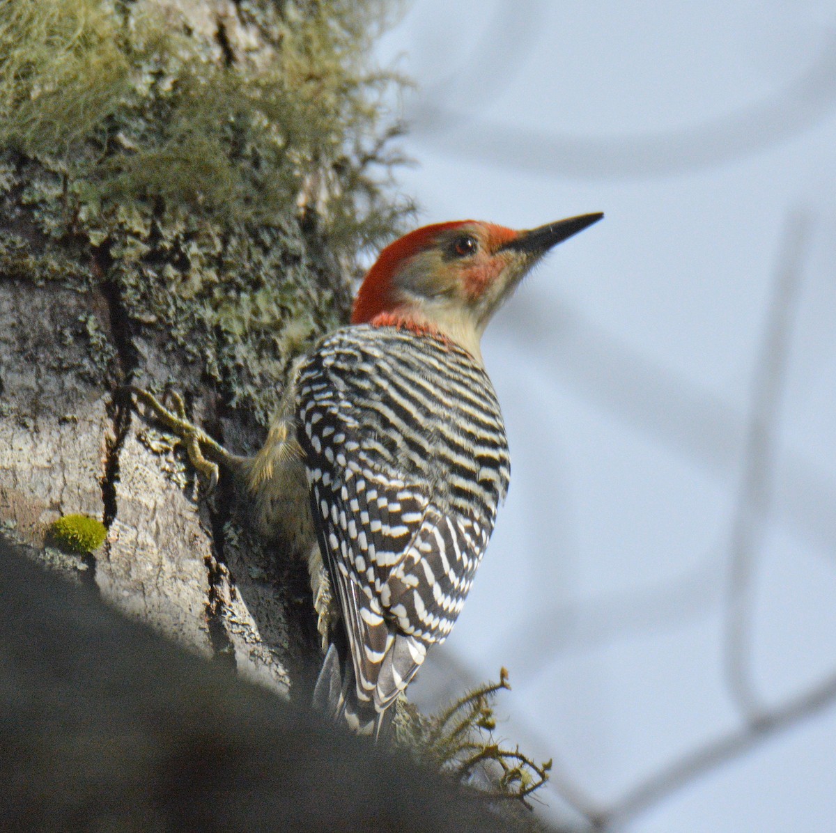 Red-bellied Woodpecker - ML644421430