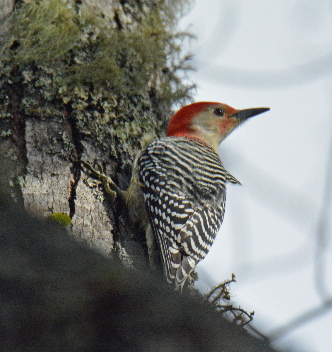 Red-bellied Woodpecker - ML644421431
