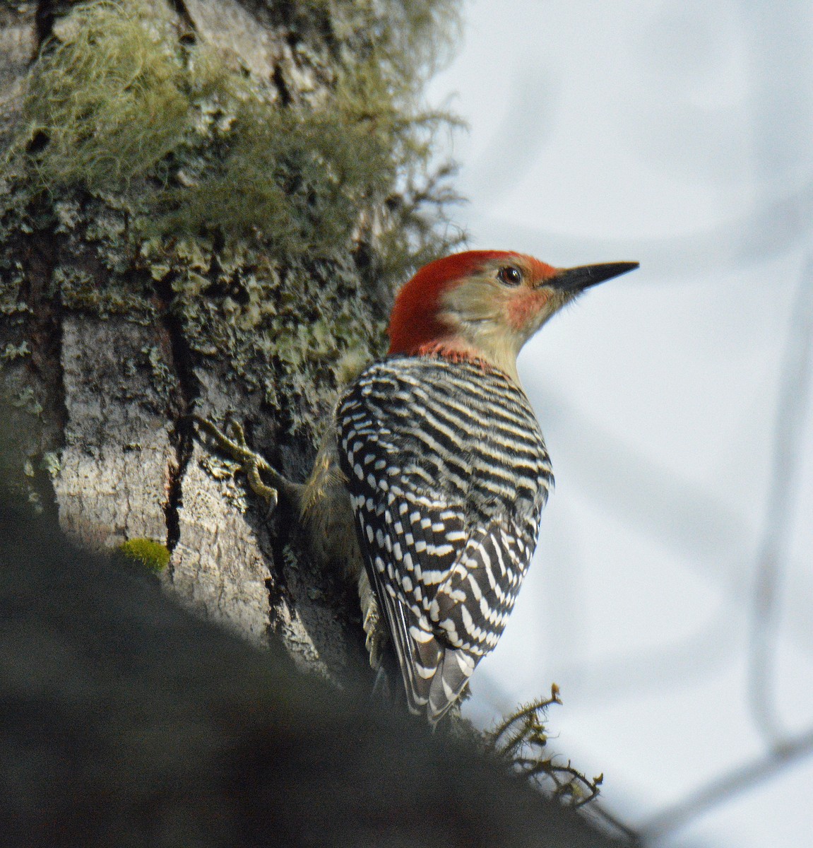 Red-bellied Woodpecker - ML644421432