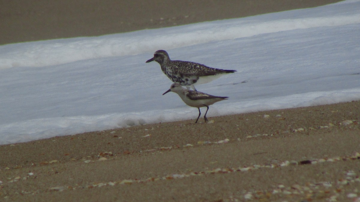 Sanderling - ML644421433