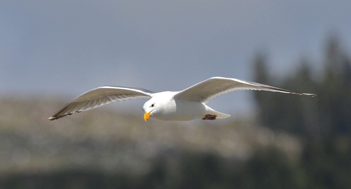 Westmöwe - ML644421470