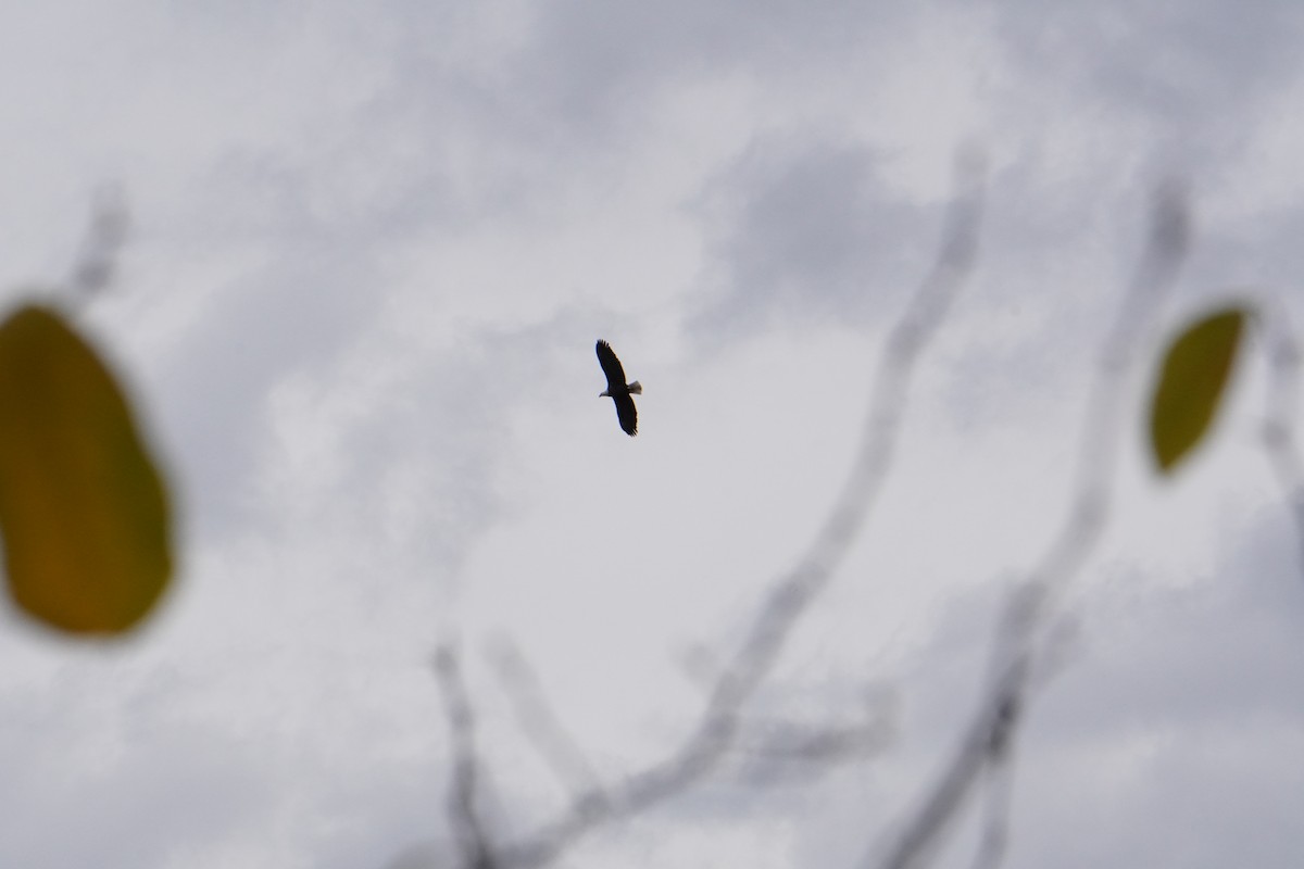 hvithodehavørn - ML644421478