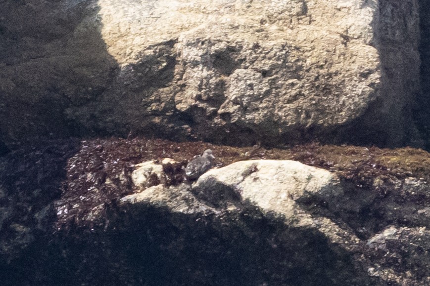 アライソシギ - ML644421492