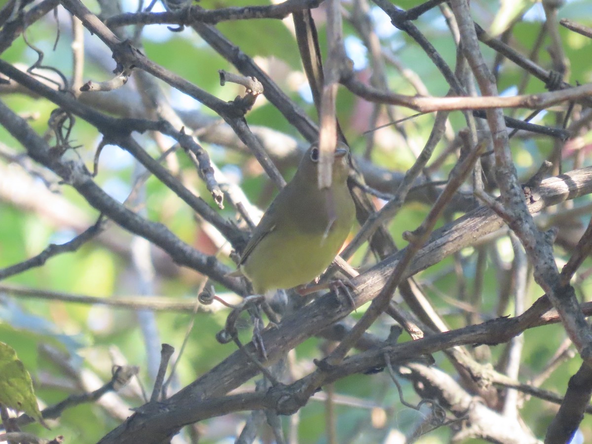 ハイムネアメリカムシクイ - ML644421495