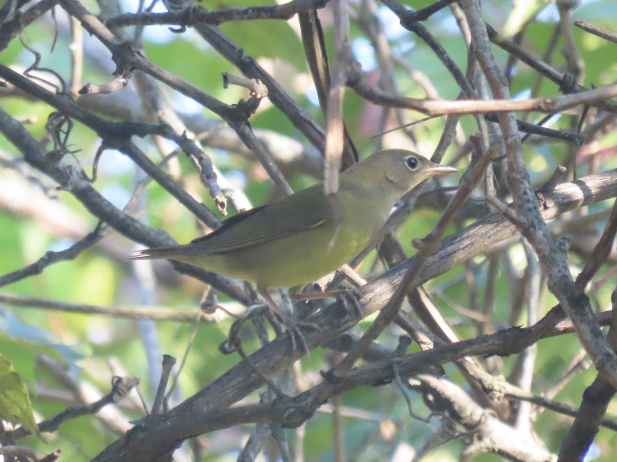 ハイムネアメリカムシクイ - ML644421497