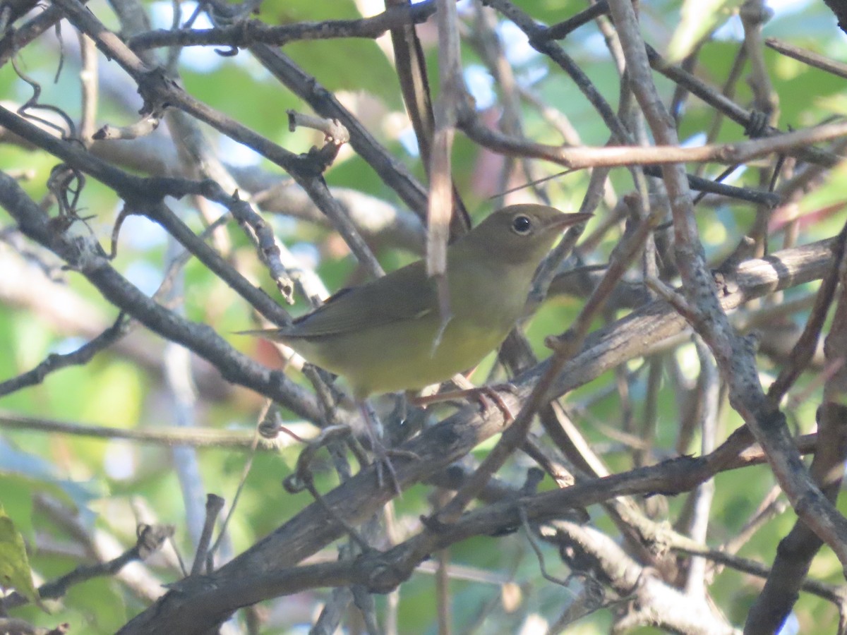 ハイムネアメリカムシクイ - ML644421499