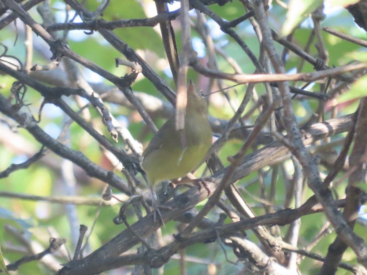 ハイムネアメリカムシクイ - ML644421500