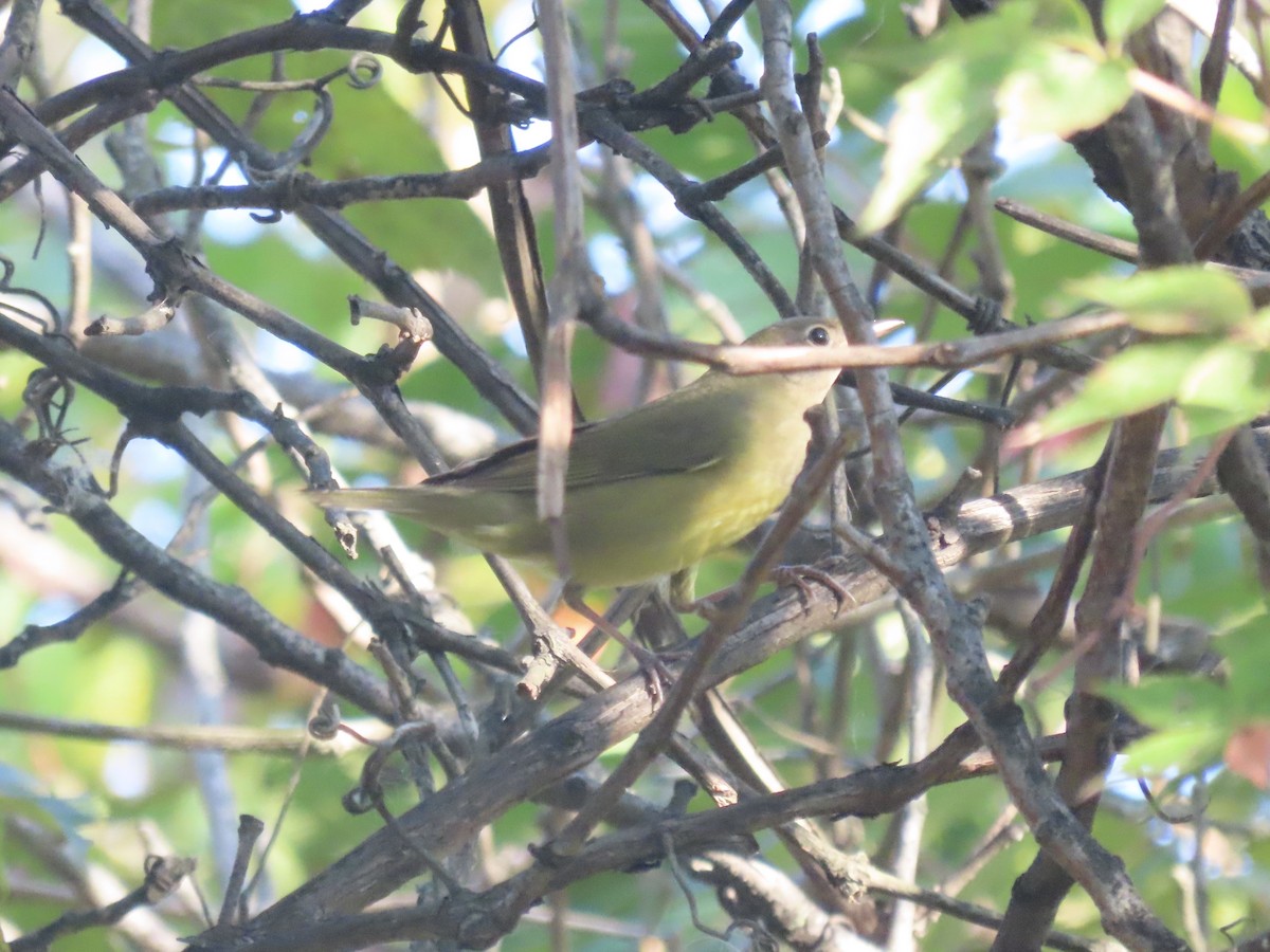 ハイムネアメリカムシクイ - ML644421501