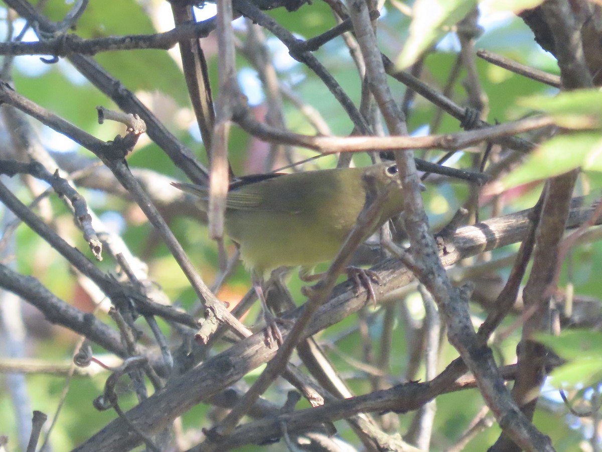 ハイムネアメリカムシクイ - ML644421502