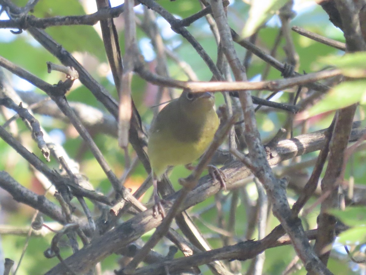 ハイムネアメリカムシクイ - ML644421504