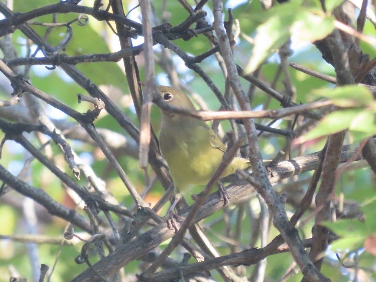 ハイムネアメリカムシクイ - ML644421505