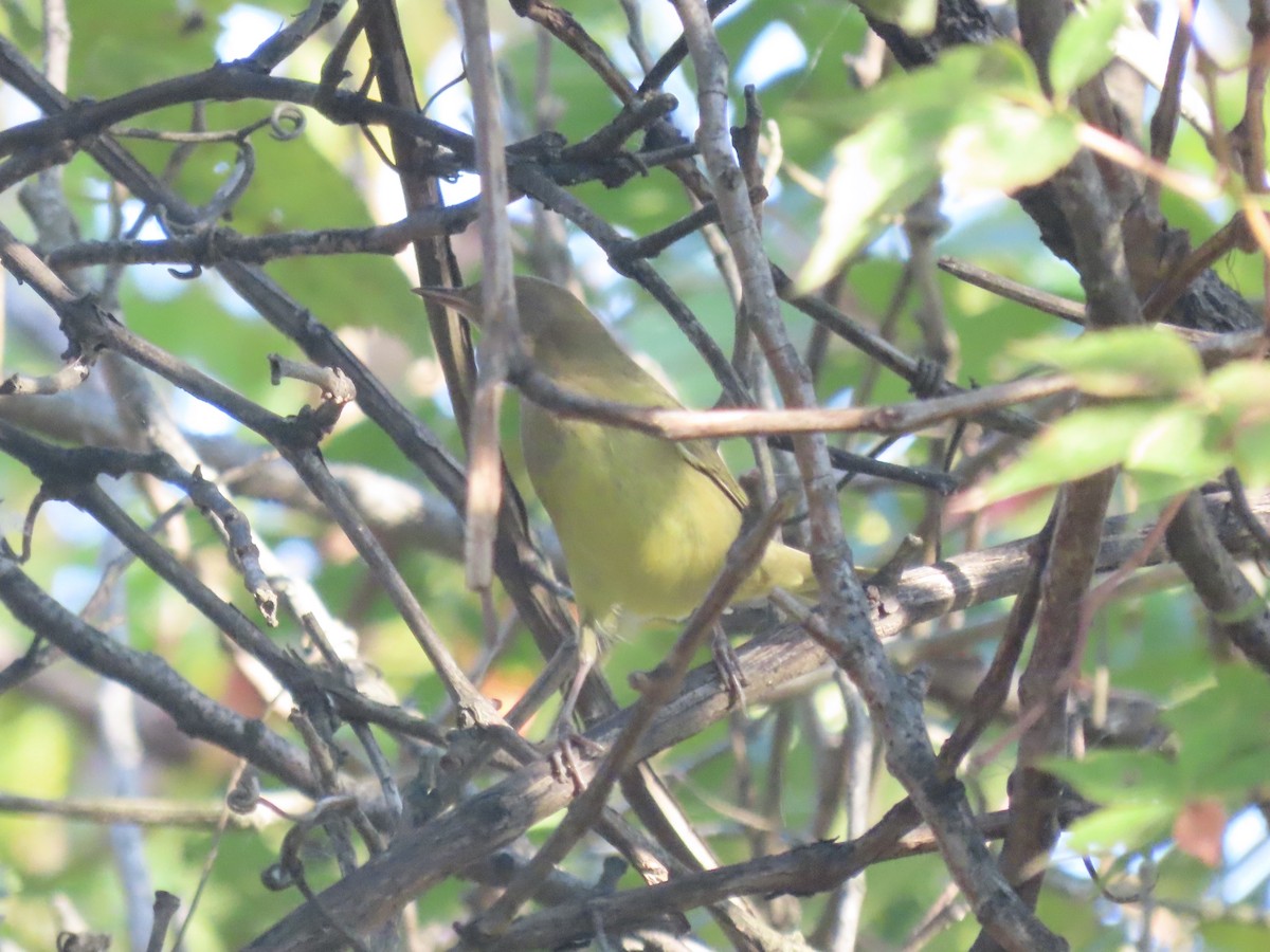 ハイムネアメリカムシクイ - ML644421506