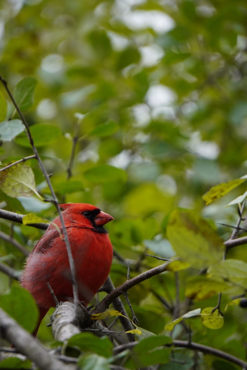 rødkardinal - ML644421507