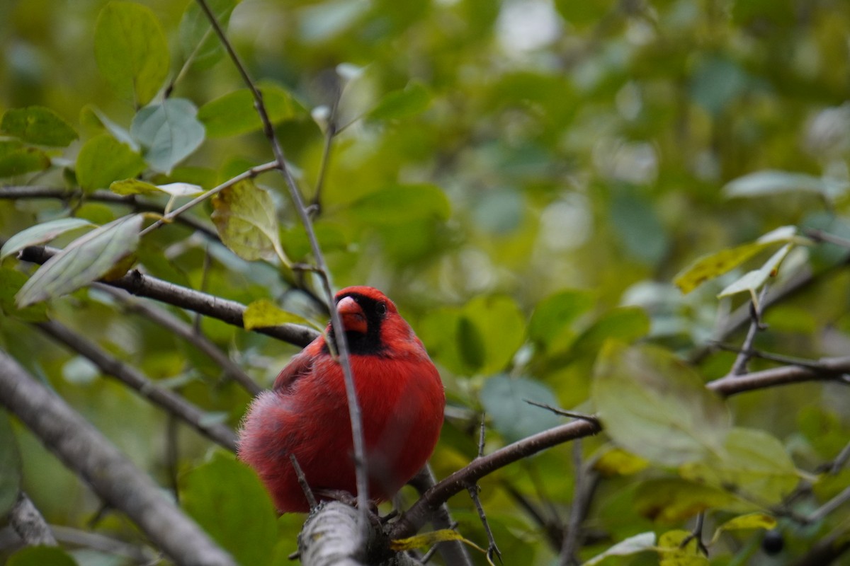 rødkardinal - ML644421508