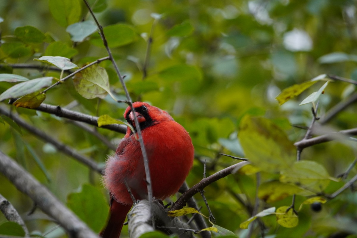 rødkardinal - ML644421509