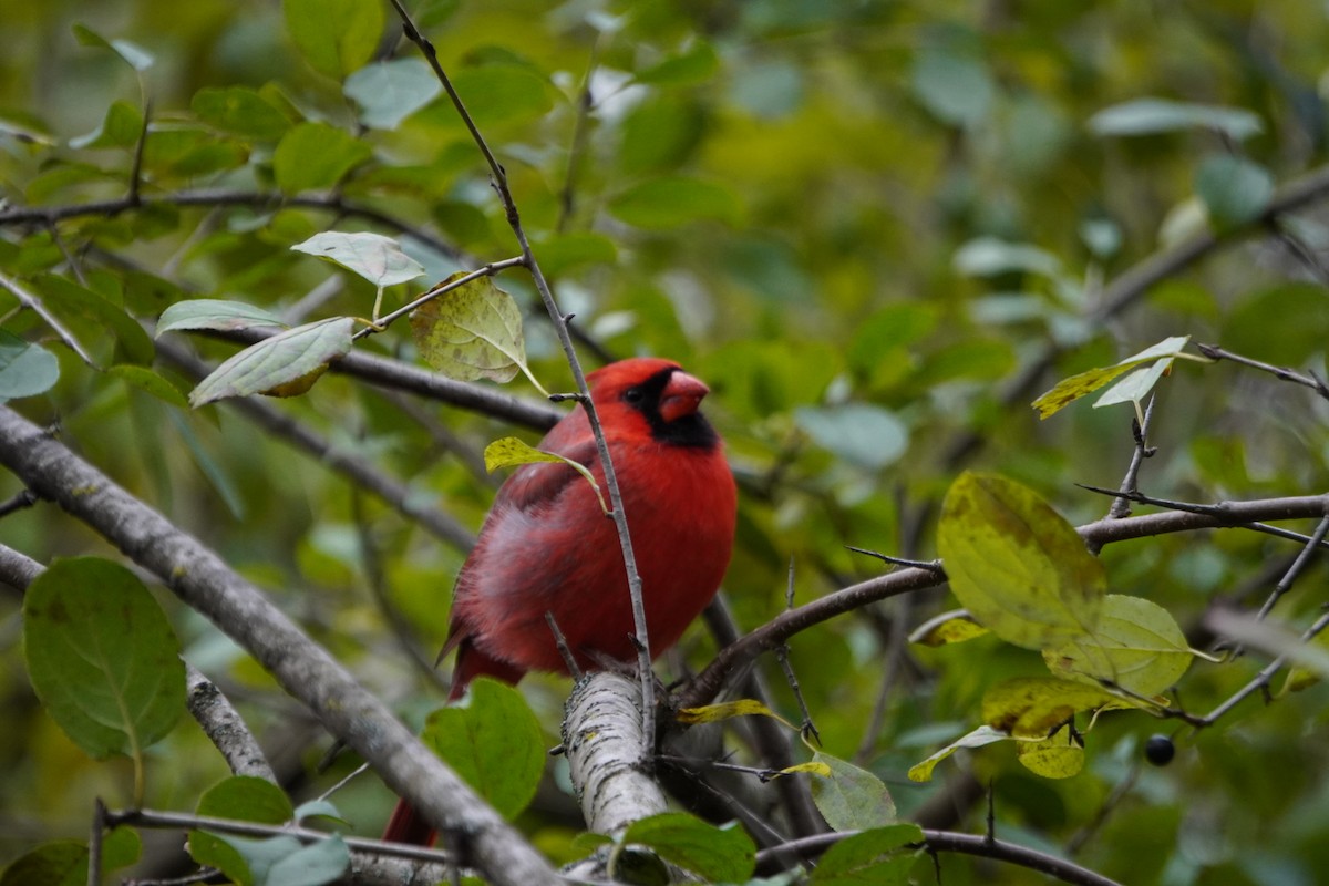 rødkardinal - ML644421510