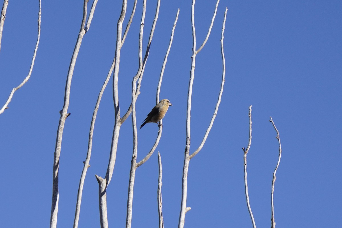 Red Crossbill - ML644421511