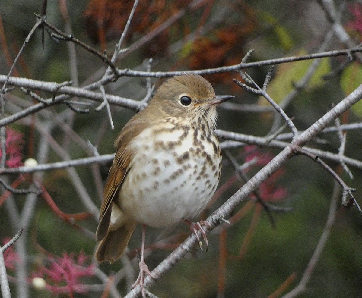 Hermit Thrush - ML644421515