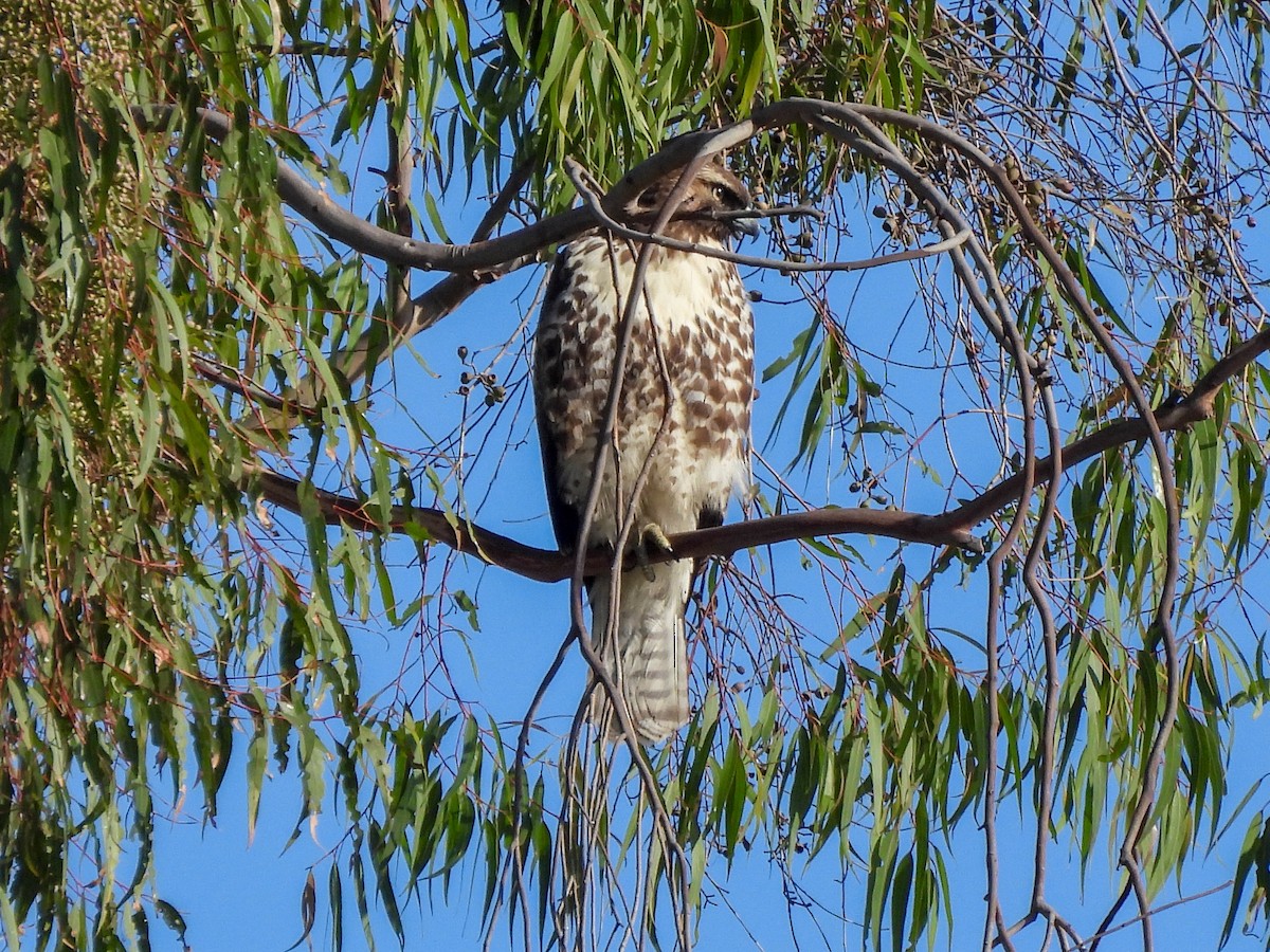 Red-tailed Hawk - ML644421538