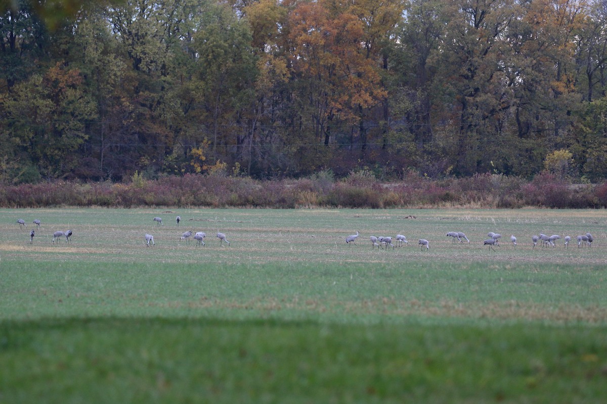 Sandhill Crane - ML644421542