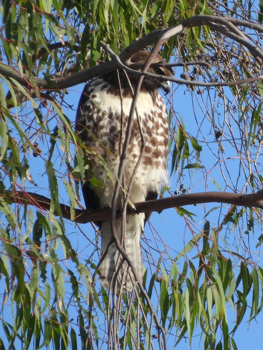 Red-tailed Hawk - ML644421548