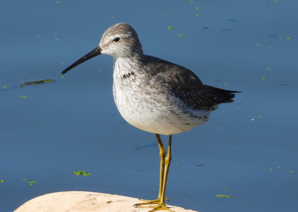 Stilt Sandpiper - ML644421549