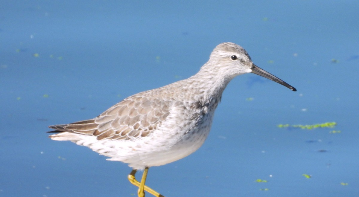 Stilt Sandpiper - ML644421550