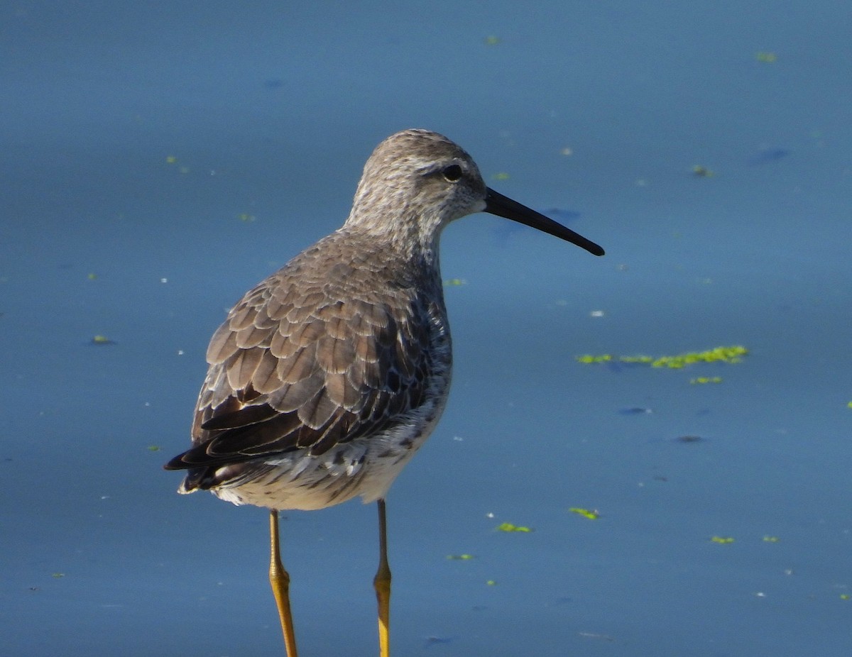 Stilt Sandpiper - ML644421551