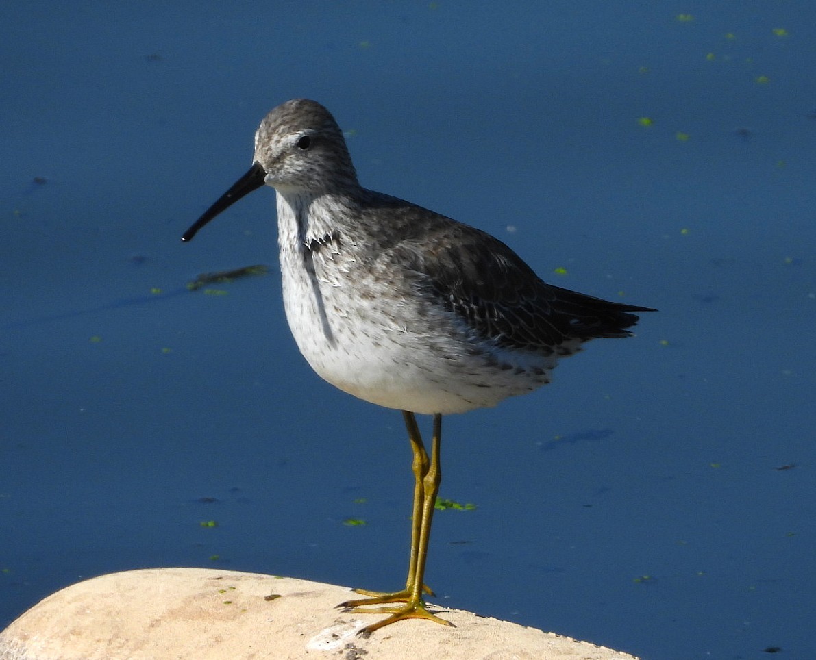 Stilt Sandpiper - ML644421552