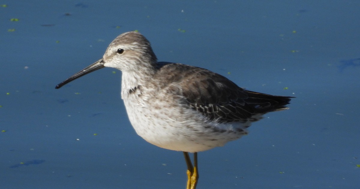Stilt Sandpiper - ML644421553