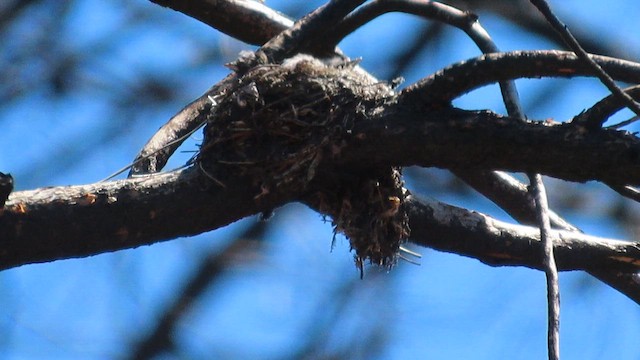 Western Wood-Pewee - ML644421561