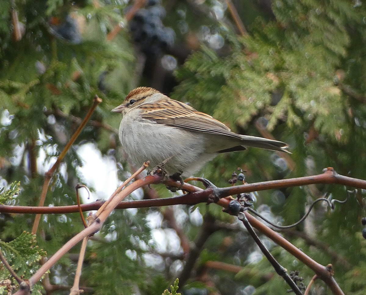 Chipping Sparrow - ML644421563