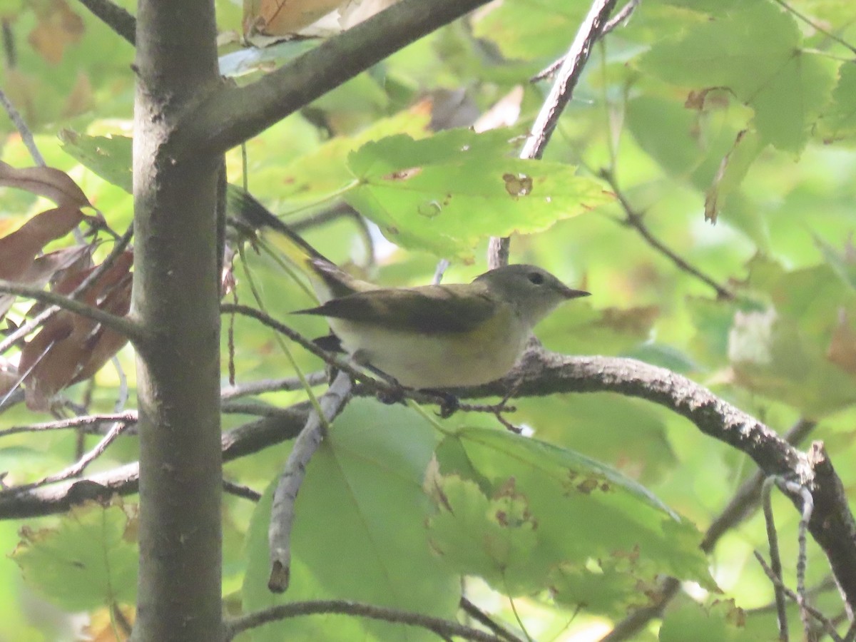 American Redstart - ML644421566