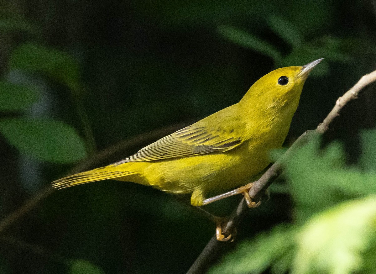Northern Yellow Warbler - ML644421567