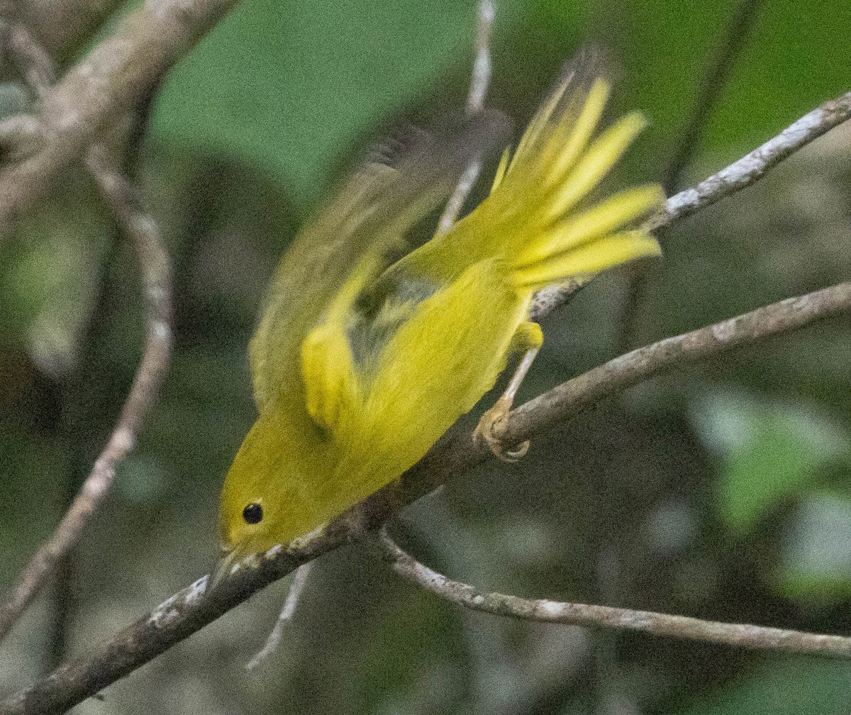 Northern Yellow Warbler - ML644421568