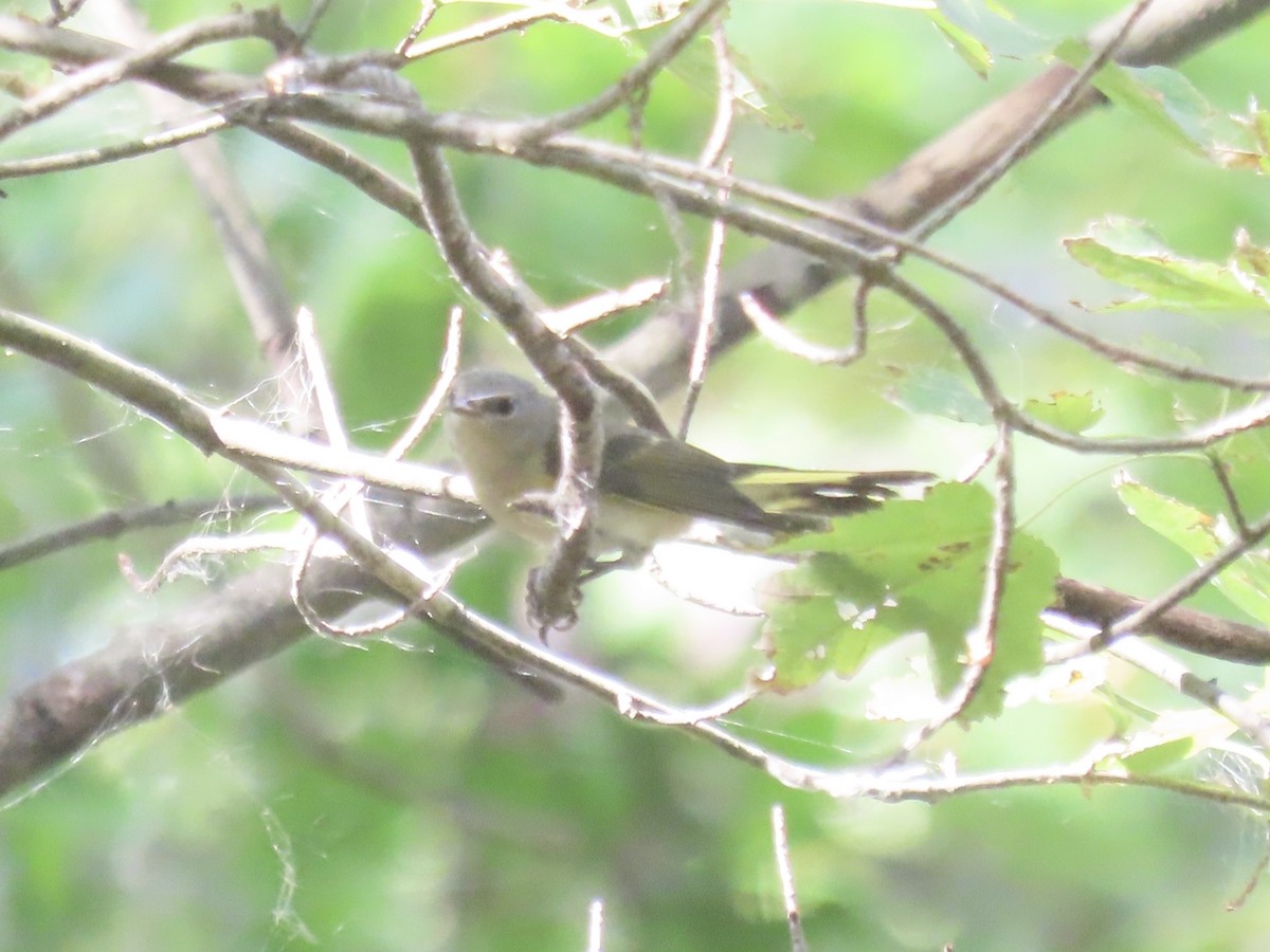 American Redstart - ML644421576