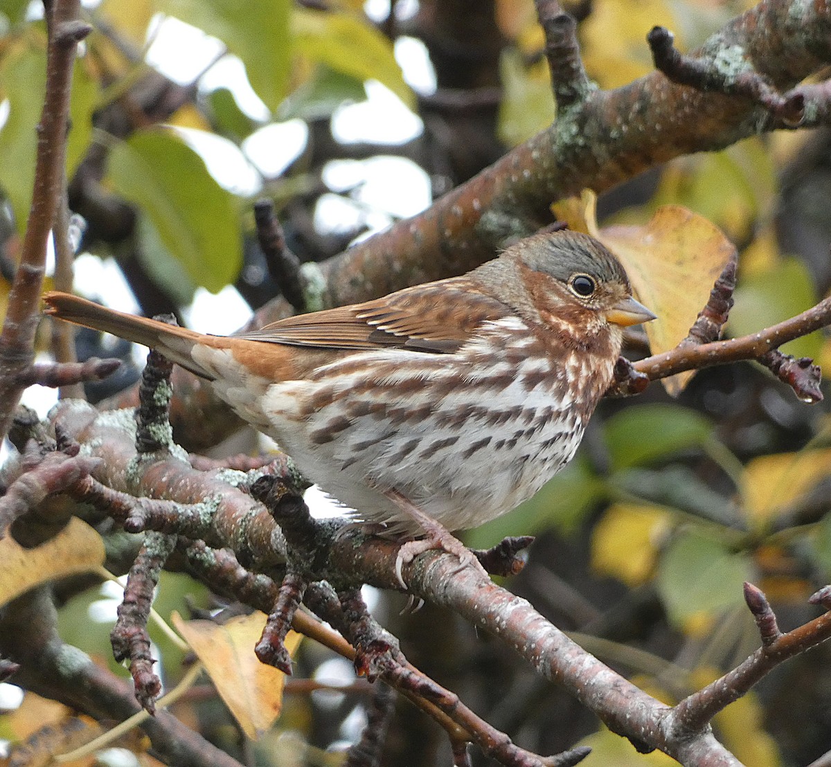 Fox Sparrow - ML644421594