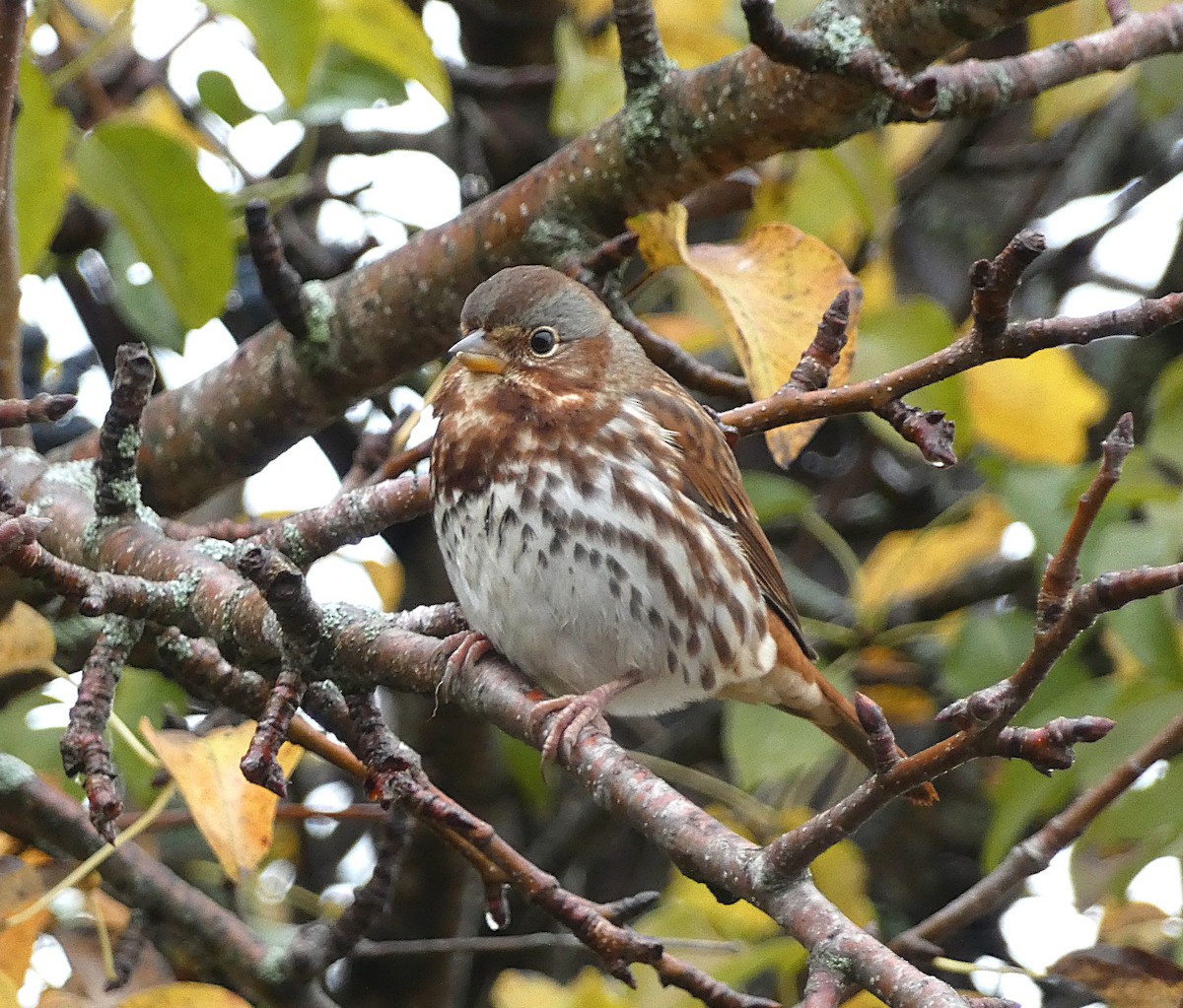 Fox Sparrow - ML644421619