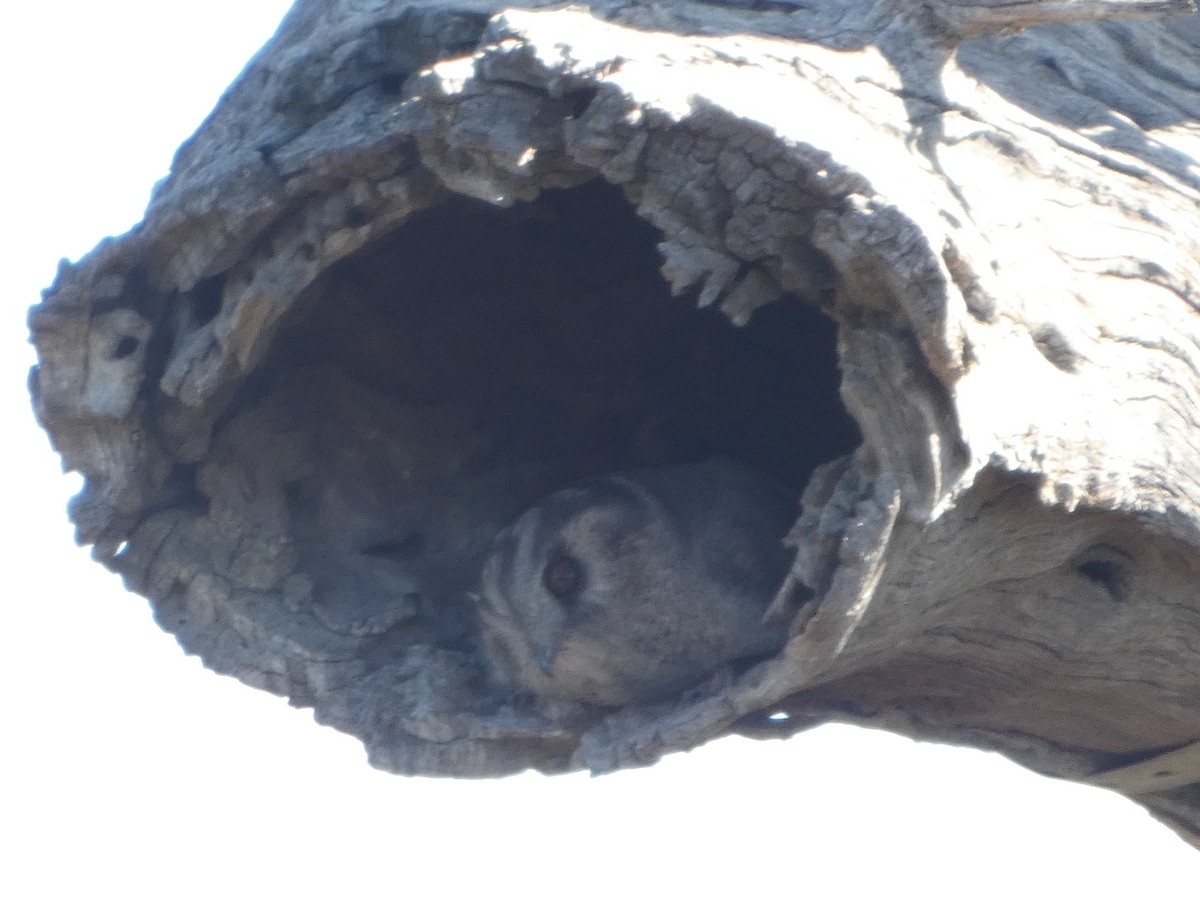 Australian Owlet-nightjar - ML644421626