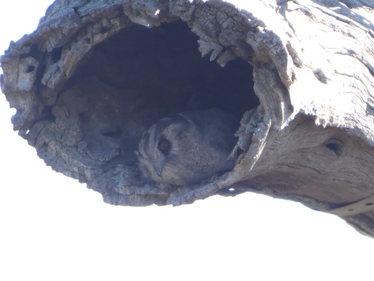 Australian Owlet-nightjar - ML644421627