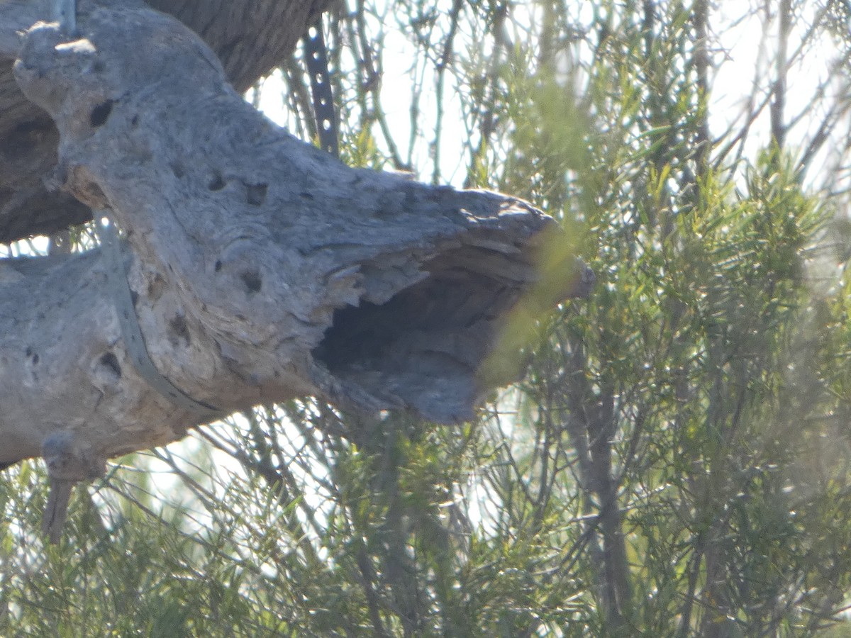 Australian Owlet-nightjar - ML644421628