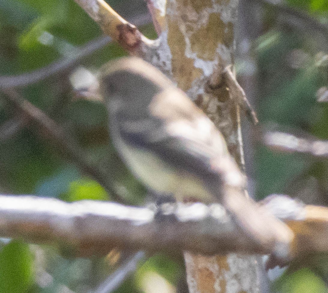 Alder/Willow Flycatcher (Traill's Flycatcher) - ML644421639